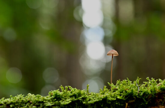 Chanterelle_en_tube_:_comment_bien_les_conserver_?
