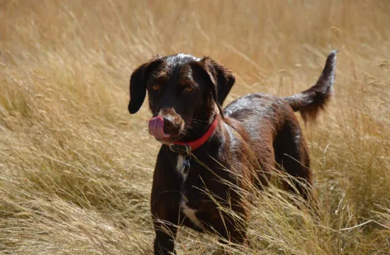 Chien_moche_:_qui_sont_les_chiens_les_plus_moches_du_monde?