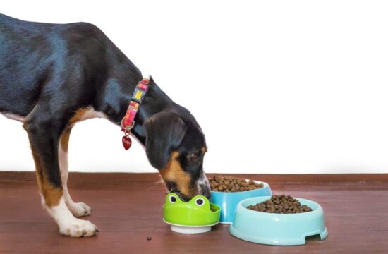 Prendre_soin_des_animaux_de_compagnie_avec_leur_alimentation