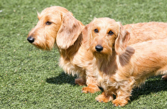 Teckel_poil_dur_:_tout_ce_qu_il_faut_savoir_sur_cette_race_de_chien