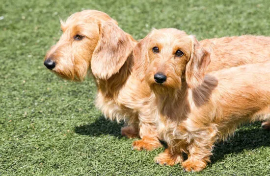 Teckel_poil_dur_:_tout_ce_qu_il_faut_savoir_sur_cette_race_de_chien