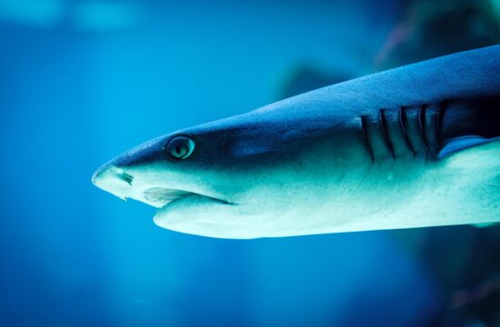 Mise_en_lumière_:_les_femmes_qui_se_battent_pour_la_protection_des_Pangas