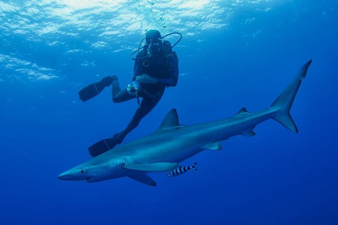 plongée avec les requins, voyage de noces en Polynésie