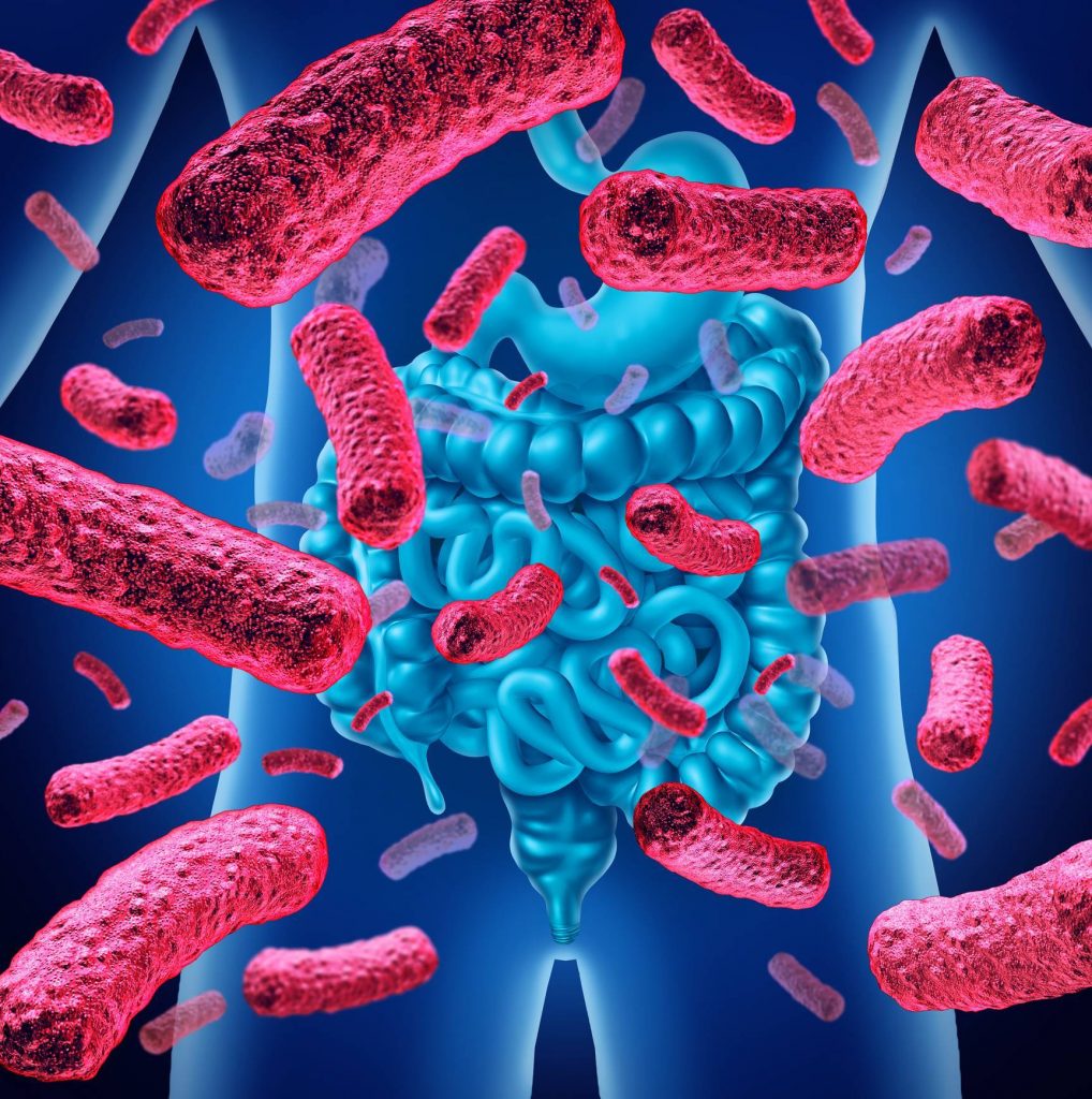Les probiotiques ont de nombreux bienfaits pour le microbiote intestinal 