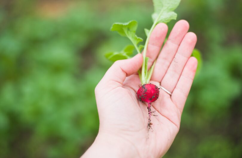 5_légumes_faciles_à_cultiver