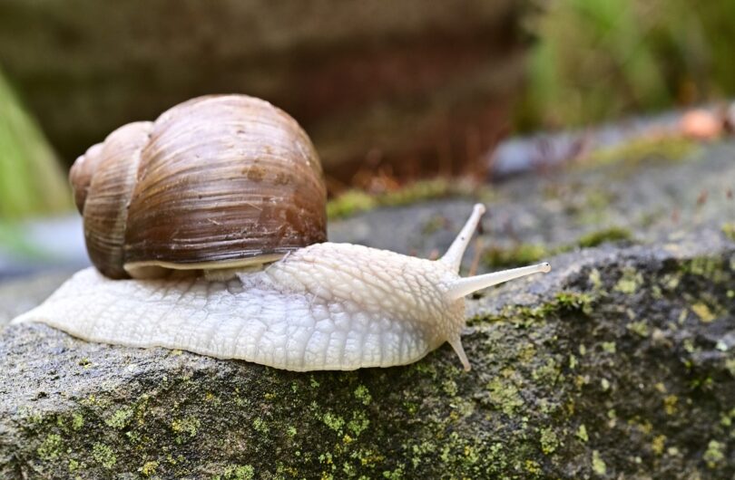 Bave_d_escargot_:_un_soin_de_beauté_à_découvrir_!