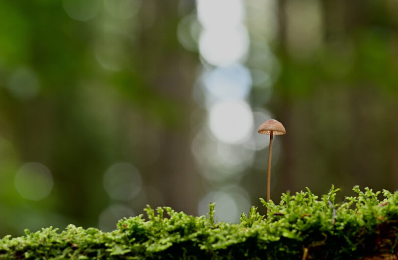 Chanterelle_en_tube_:_comment_bien_les_conserver_?