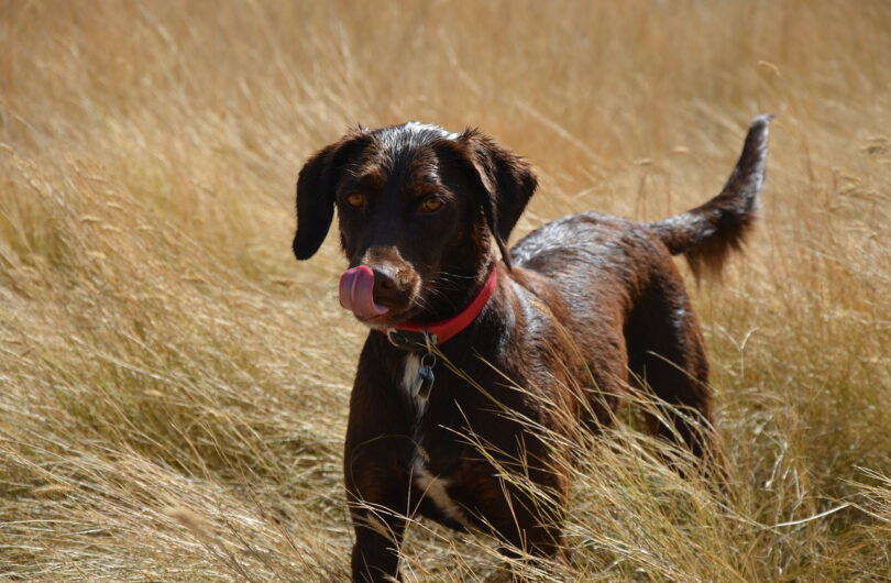 Chien_moche_:_qui_sont_les_chiens_les_plus_moches_du_monde?