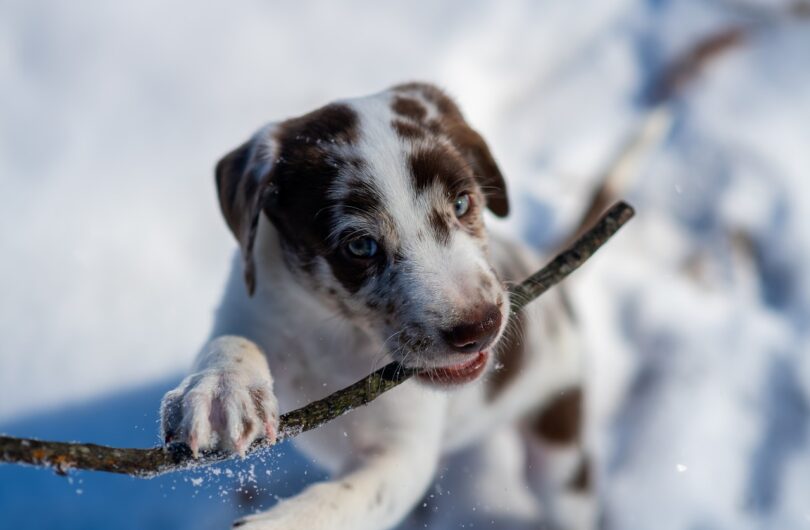Cushing_chez_les_chiens_:_ce_que_toutes_les_femmes_propriétaires_de_chiens_devraient_savoir