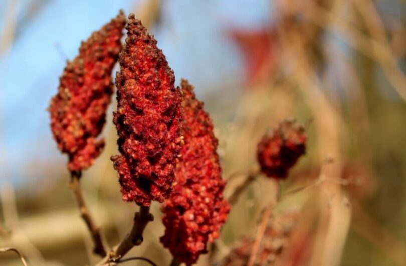 Des_solutions_éprouvées_et_efficaces_contre_le_sumac_vénéneux