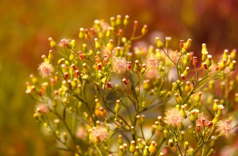 Herbes_pour_la_mémoire_incluant_le_romarin,_la_sauge,_le_ginkgo…