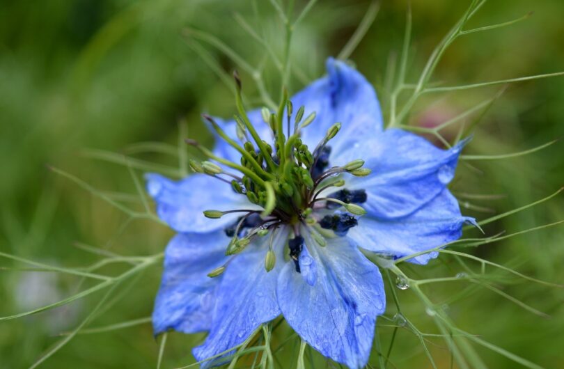 L’_huile_de_Nigelle,_le_secret_de_beauté_à_découvrir_!