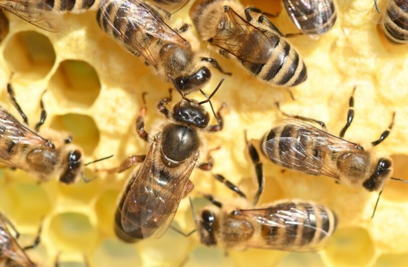 Le_miel_de_Manuka_:_Est_ce_vraiment_un_super_?
