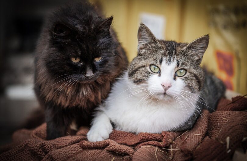 Les_secrets_pour_aider_votre_chat_d_appartement_à_perdre_du_poids_:_conseils_pour_les_femmes