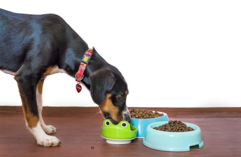 Prendre_soin_des_animaux_de_compagnie_avec_leur_alimentation