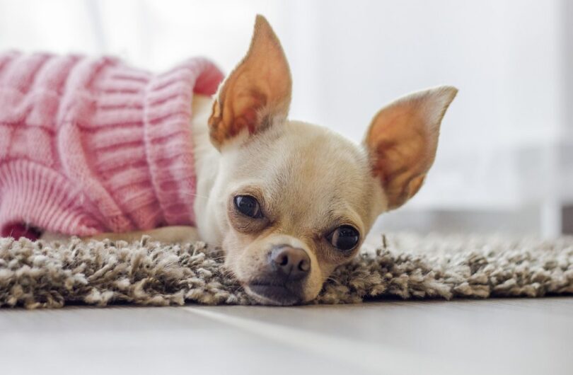Protégez_votre_chien_du_froid_en_lui_offrant_des_vêtements_adaptés