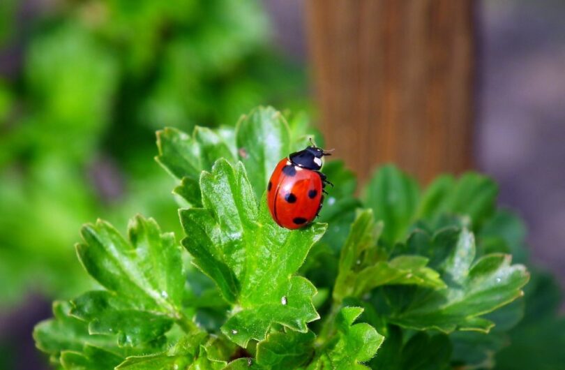 Quel_tarif_pour_refaire_un_jardin_par_un_paysagiste_?