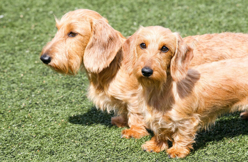Teckel_poil_dur_:_tout_ce_qu_il_faut_savoir_sur_cette_race_de_chien
