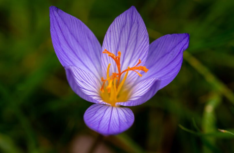 Macro shot of a crocus flower in Kew Gardens