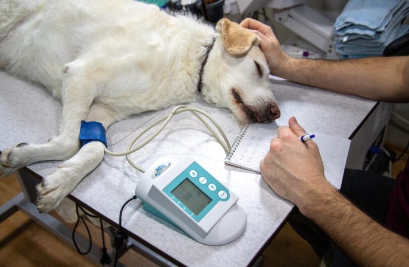 Trouvez_une_multitude_de_médicaments_vétérinaires_pour_vos_animaux