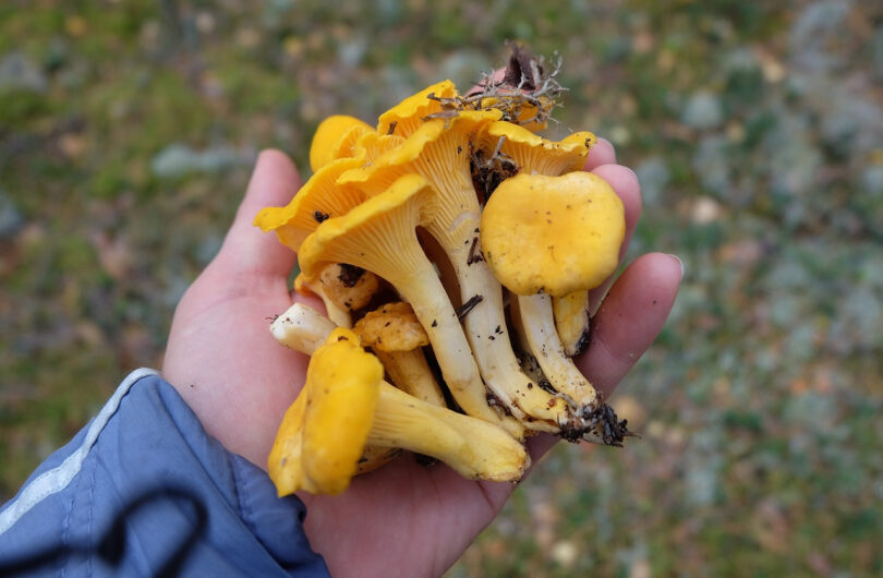 agaric_jaunissant_:_tout_ce_qu_il_faut_savoir