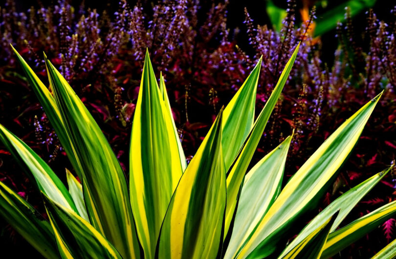 agave_:_quelles_sont_ses_propriétés_?