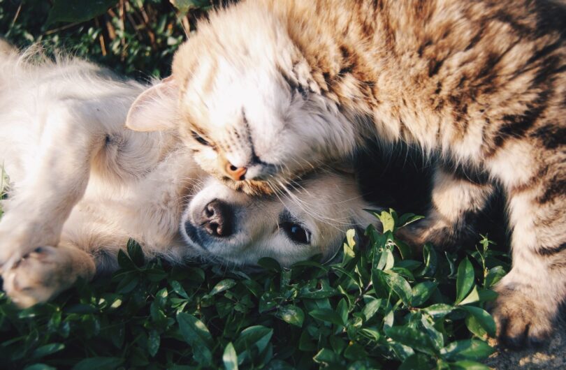 pexels-snapwire-46024